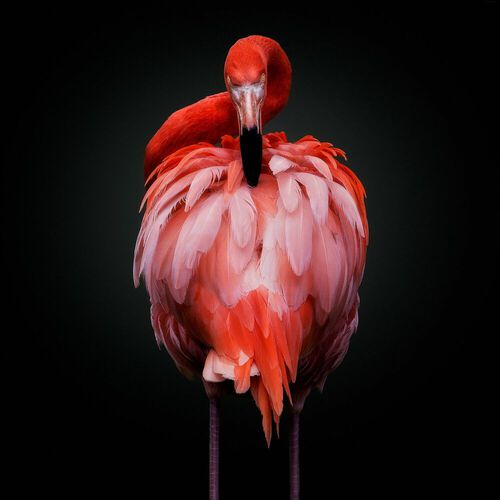 Let yourself be seduced by the promising work of our young photographers.